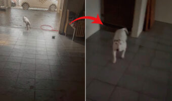 エネルギーが有り余っているのか裏庭を爆走するブルテリア。ところが、勢い余って壁にぶつかると・・、なんだか急に冷静に【海外・動画】