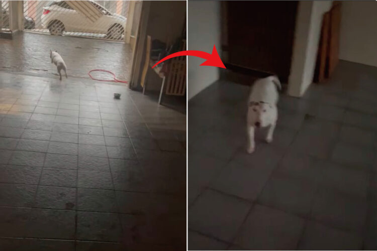 エネルギーが有り余っているのか裏庭を爆走するブルテリア。ところが、勢い余って壁にぶつかると・・、なんだか急に冷静に【海外・動画】