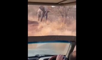 その迫力、凄まじすぎる!南アフリカのサファリ体験中に遭遇したゾウが突然襲いかかって来た!バックして逃げるも、追いかけてくる・・・