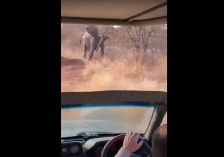 その迫力、凄まじすぎる！南アフリカのサファリ体験中に遭遇したゾウが突然襲いかかって来た！バックして逃げるも、追いかけてくる・・・
