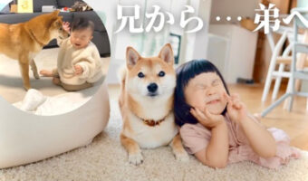 【超癒し動画】「子守していた柴犬が、弟のような存在になっていくまで」まるで短編映画のように素敵な映像に涙が出そう