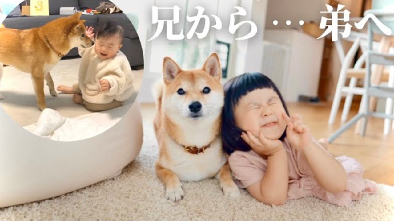 【超癒し動画】「子守していた柴犬が、弟のような存在になっていくまで」まるで短編映画のように素敵な映像に涙が出そう