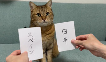 また当てた！ドイツ戦に続きスペイン戦の勝敗予想を的中させた予言猫みにらがアツい！！