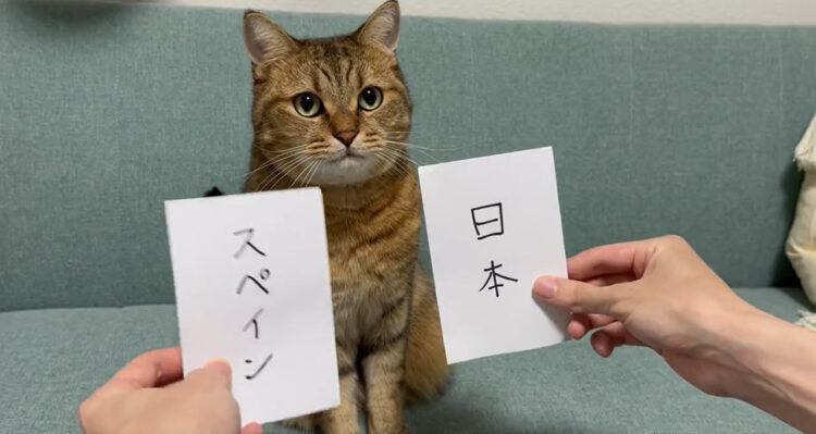 また当てた！ドイツ戦に続きスペイン戦の勝敗予想を的中させた予言猫みにらがアツい！！