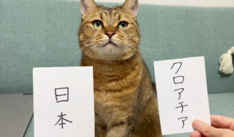 カタールW杯で日本戦の勝敗予想をしていたねこの”みにら”惜しくも敗れたクロアチア戦の予想はどうだった?
