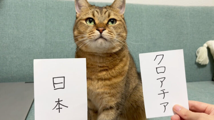 カタールW杯で日本戦の勝敗予想をしていたねこの”みにら”惜しくも敗れたクロアチア戦の予想はどうだった？