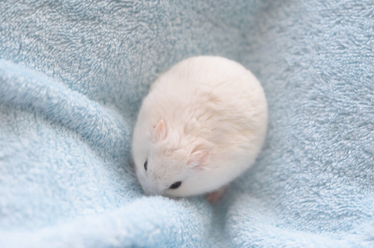 これは完璧にハムエッグ！たまごのようなハムスターに癒される！