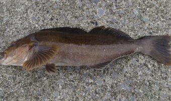 「アイナメ」とはどんな魚?その名前の由来や漢字表記は?