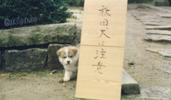 かわいすぎて危険!?「秋田犬に注意」と書かれた看板の横には可愛すぎる子犬がひょっこり