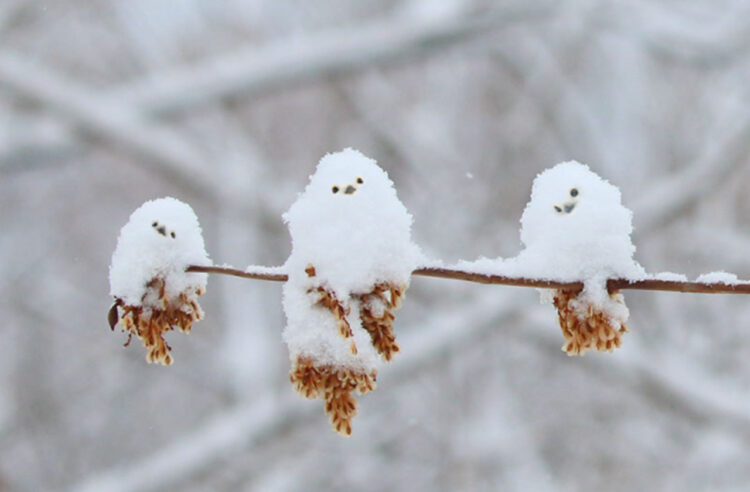 木の枝に並んだシマエナガがかわいい！よく見るとあれ？これは雪玉？