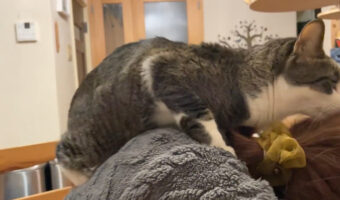 お疲れの奥様をバックハグで癒すイケメン猫さん「こんなんされたら惚れてまうやろ！」