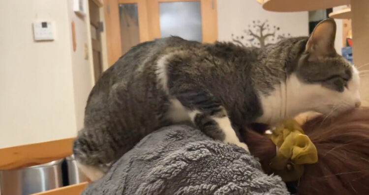 お疲れの奥様をバックハグで癒すイケメン猫さん「こんなんされたら惚れてまうやろ！」