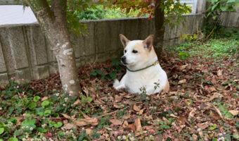 犬が穴にはまってる！？自らの掘ったお気に入りの穴に入る姿がかわいすぎる犬が話題