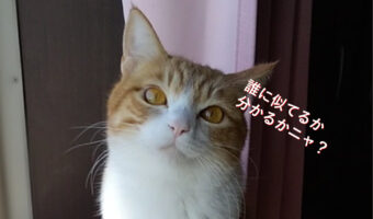 【誰か似てる?】前世は多分アイドル!おすまし顔でまるでアイドルのように美しい猫ちゃん!あの美人女優にそっくり?