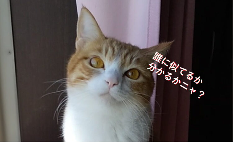 【誰か似てる？】前世は多分アイドル！おすまし顔でまるでアイドルのように美しい猫ちゃん！あの美人女優にそっくり？