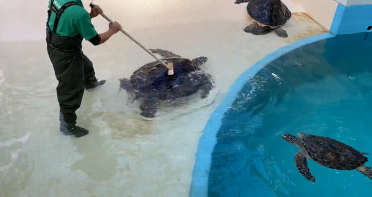 床のお掃除の最中に「ゴシゴシしてー」と邪魔しにやってくるウミガメがかわいい