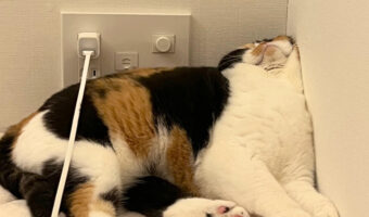 なんかむぎゅっとなって寝てた。寝姿のクセが凄い猫ちゃんがかわいかった