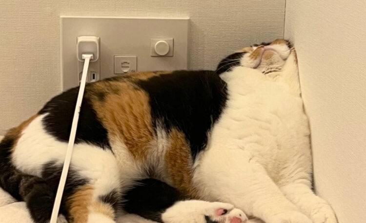 なんかむぎゅっとなって寝てた。寝姿のクセが凄い猫ちゃんがかわいかった