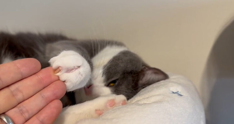 なんとうらやましい映像でしょうか！ねこ様が痒いところを掻いてくれた動画が大人気