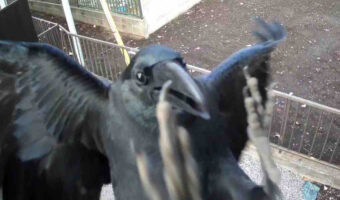 防犯カメラからの通知に何事かと映像を確認するとそこには犯人がバッチリ映っていました!
