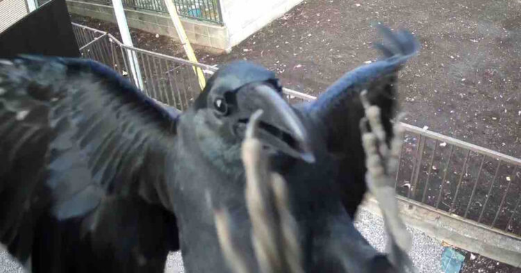 防犯カメラからの通知に何事かと映像を確認するとそこには犯人がバッチリ映っていました！