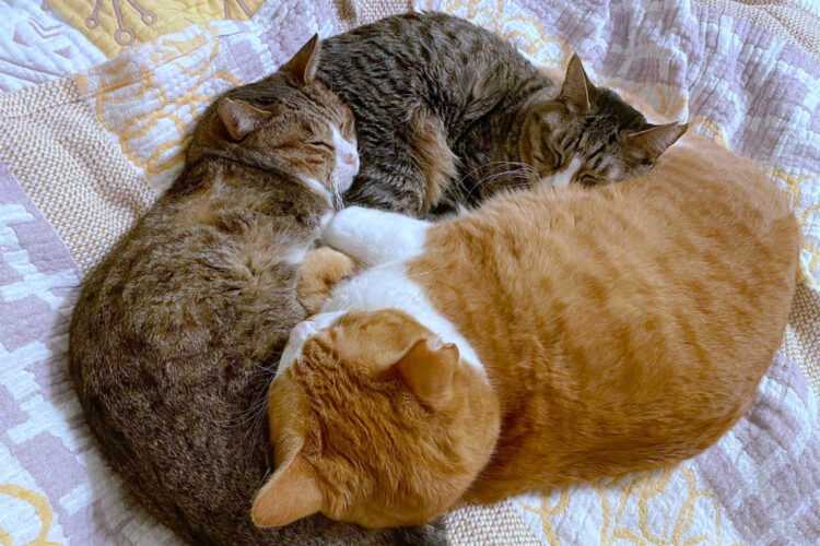 【猫運上昇守】運気が上がる？見た人が幸せになれる美しい形のキャットトライアングル画像で開運！