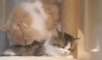 公家猫のまろ様からの寵愛を受け女帝の貫禄のひめちゃん、関係性が面白い2匹が人気