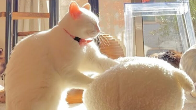 モミ神様が現れた！至極のモミモミを体験した者は天にも昇る心地よさだとか