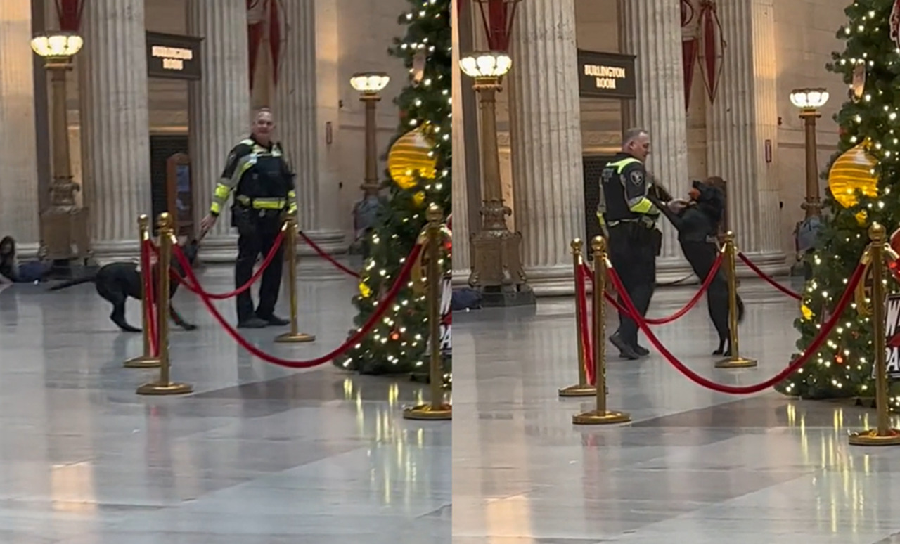 普段は冷静な警察犬もクリスマスプレゼントに大はしゃぎ！とってもかわいい映像が世界で話題