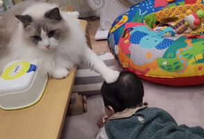 「小さきものよ！これ以上は近寄っては危にゃいぞ」頭ごっちんを事前に防ぐお兄ちゃん猫様の動画が尊い