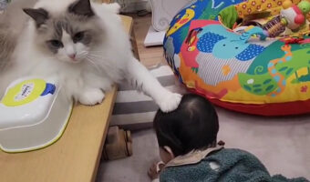 「小さきものよ！これ以上は近寄っては危にゃいぞ」頭ごっちんを事前に防ぐお兄ちゃん猫様の動画が尊い