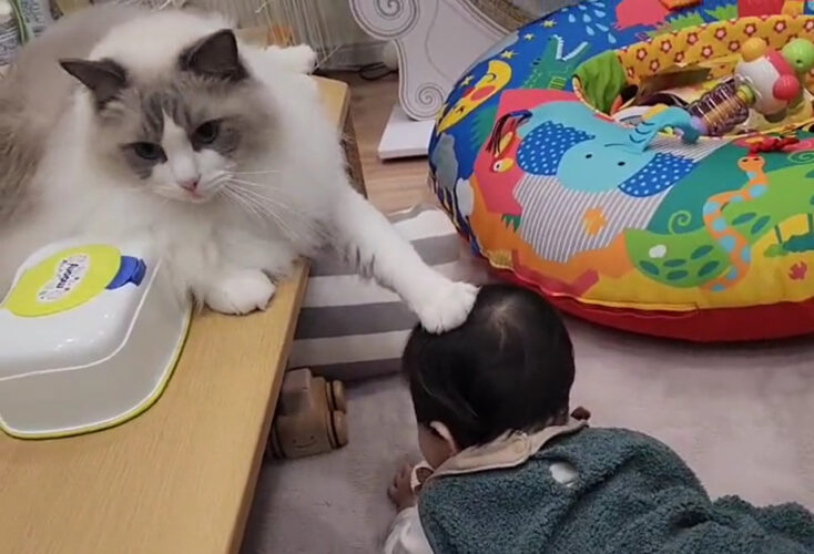 「小さきものよ！これ以上は近寄っては危にゃいぞ」頭ごっちんを事前に防ぐお兄ちゃん猫様の動画が尊い