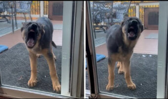 「ちょっと開けてよー!」と必死に窓を叩く子犬、しかしすぐ横の窓は全開だった