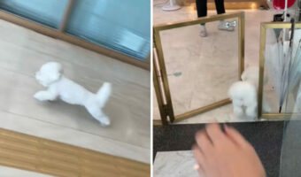 飼い主さんの腕からおりた途端、猛ダッシュで駆け出した愛犬。「おじゃましまーす！」と元気に入っていった場所は・・
