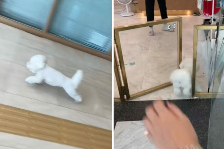 飼い主さんの腕からおりた途端、猛ダッシュで駆け出した愛犬。「おじゃましまーす！」と元気に入っていった場所は・・