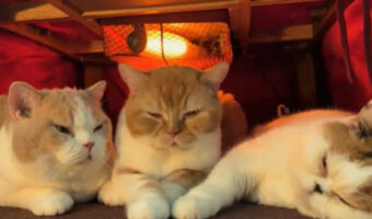 やっぱり猫はこたつが大好き！どこにもいないと思ったら・・、こたつの中で密になっていました！！