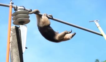 大変！アリクイが電線管にのぼっちゃった！！そこにいたら危険すぎるので、救助作戦開始です！！