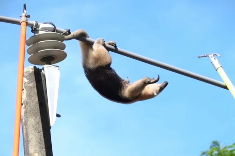 大変！アリクイが電線管にのぼっちゃった！！そこにいたら危険すぎるので、救助作戦開始です！！