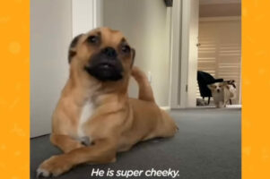 カーペットでお腹を掻くのが大好きな犬。モーニングルーティンとして、ほふく前進で行ったり来たりを気が済むまで楽しみます！