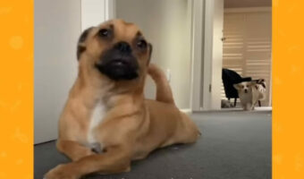 カーペットでお腹を掻くのが大好きな犬。モーニングルーティンとして、ほふく前進で行ったり来たりを気が済むまで楽しみます！