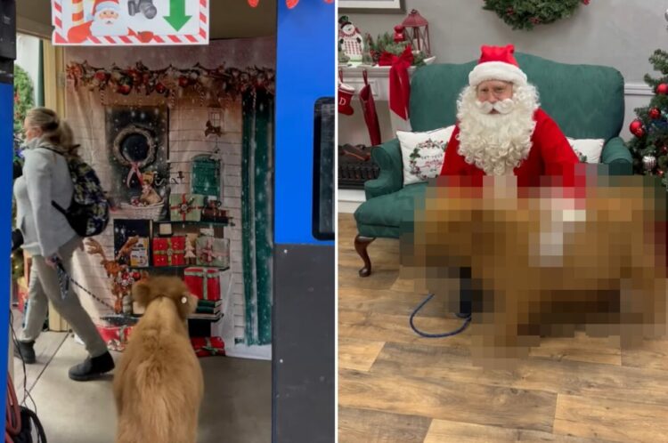 サンタさんとの記念撮影に来たのは予想外の『ある動物』。トナカイではないけれど・・、なんだか相棒感がありますね！！