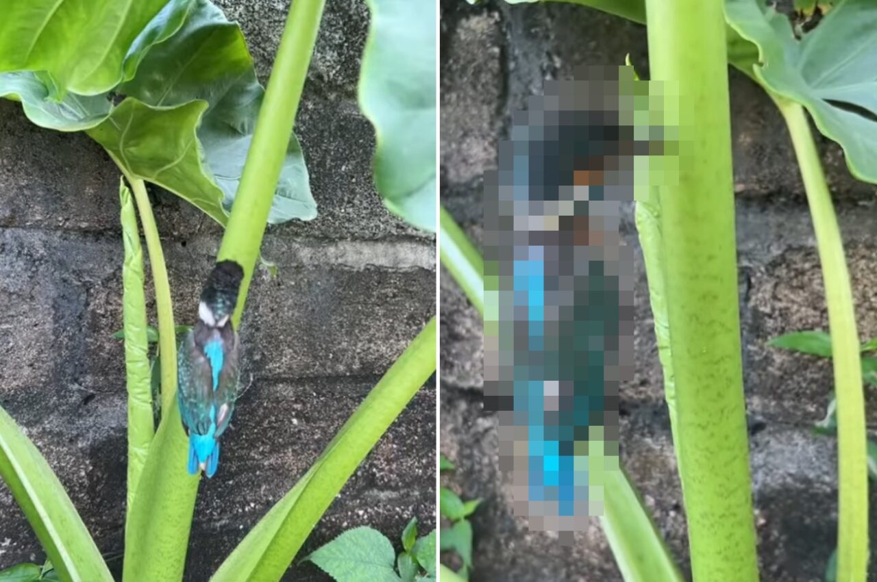 植物の茎になにか派手なものがくっついてる!!なにか虫なのか・・?と思ったら、「ある生き物」のピンチな状況でした!!