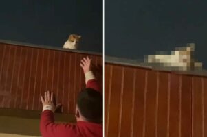 愛猫は屋根の上でゴロゴロしていたい？飼い主さんがおろそうと手を伸ばすと、応じてくれるどころか・・【海外・動画】