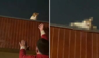 愛猫は屋根の上でゴロゴロしていたい?飼い主さんがおろそうと手を伸ばすと、応じてくれるどころか・・【海外・動画】