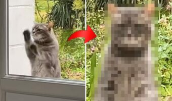 家の中に入れてほしくて玄関のドアを高速ノックする猫。しかし、なかなかドアを開けてもらえないので・・
