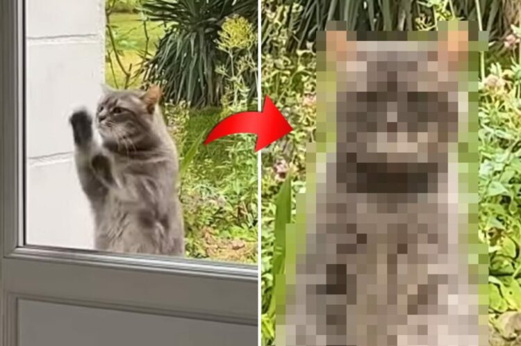 家の中に入れてほしくて玄関のドアを高速ノックする猫。しかし、なかなかドアを開けてもらえないので・・