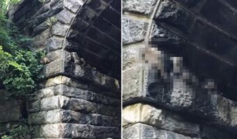 NYセントラルパークで目撃されたかわいすぎる光景。つかまり立ちするアライグマたちが、ヨチヨチ歩きながら壁を進んでいきます！！