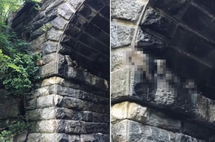 NYセントラルパークで目撃されたかわいすぎる光景。つかまり立ちするアライグマたちが、ヨチヨチ歩きながら壁を進んでいきます！！