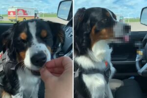 大喜びでおやつに飛びつく愛犬。ところがお口に合わなかったようで・・、分かりやすすぎるリアクションを見せました