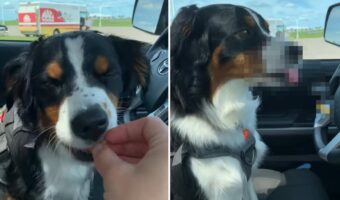 大喜びでおやつに飛びつく愛犬。ところがお口に合わなかったようで・・、分かりやすすぎるリアクションを見せました
